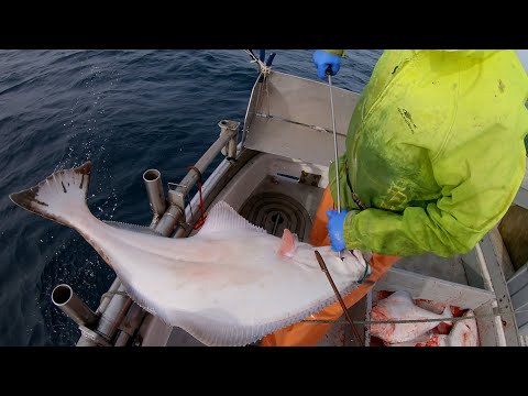 Halibut Fishing - Big Slabs or Broken Dreams? | Longlining In Alaska