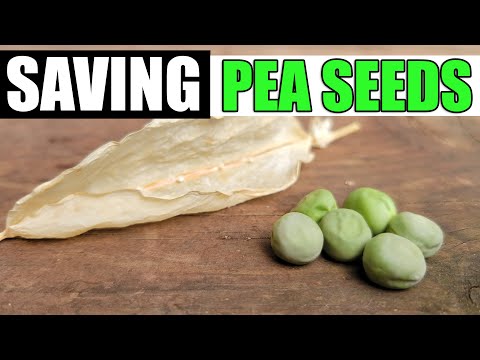 Why Raised Garden Beds Are Better