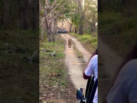 tiger safari pilibhit 8923293506 #tiger #wildlife #animals #nature #cats