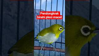 Download lagu pleci ngecir #plecigacor mp3