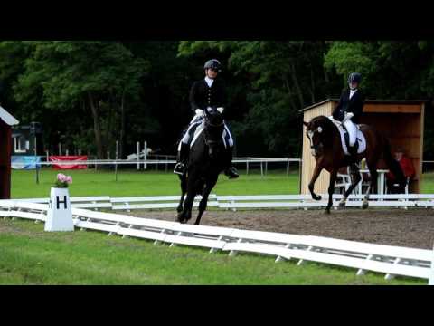 3j Wallach v. Damsey x Lauries Crusador xx - for sale -