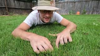 Grass love: Scotts Turfbuilder on Zoysia (Zeon) Grass