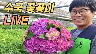 수국으로 꽃바구니를 만들어봤습니다