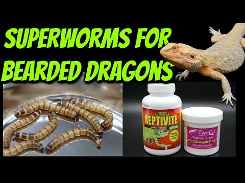 download lagu mp3 mp4 Superworms For Bearded Dragons, download mp3 Superworms For Bearded Dragons free downloadn, video klip Superworms For Bearded Dragons