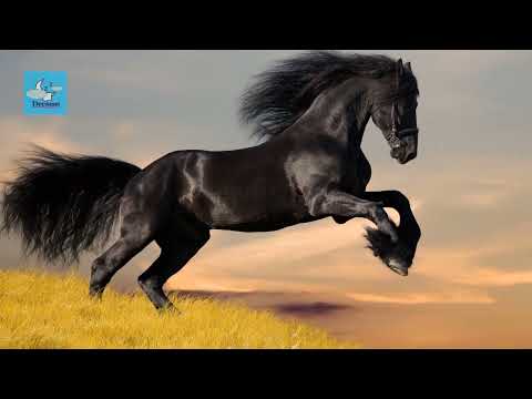 Rêver de cheval noir | interpretation des reves