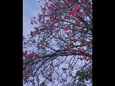 Flor de outono - Guilherme de Sá (Cover Acústico)