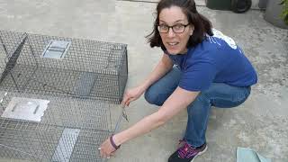 How to Set up a Cat Trap