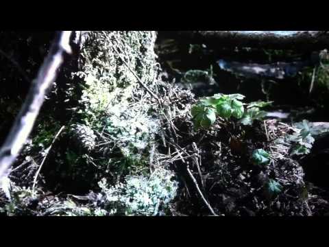 Formation of ice crystals