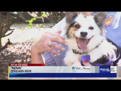 Pet of the Week: Nova, a petite-little sheltie-mix