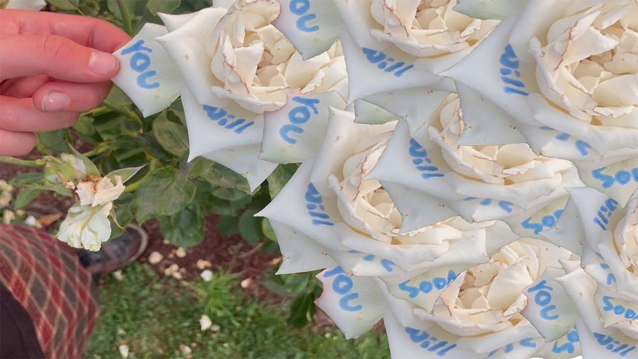 cod liver oil and milk