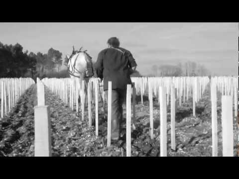 Liber Pater wine: ~ Beyond modes, beyond time ~ (lesson n°2)