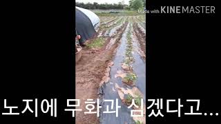 경기도 김포에서 노지재배 성공!