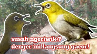 Download lagu nuansa alam asli bikin pleci ngeriwik ngalas dan gacor - terapi pleci mp3 Download lagu nuansa alam asli bikin pleci ngeriwik ngalas dan gacor - terapi pleci mp3