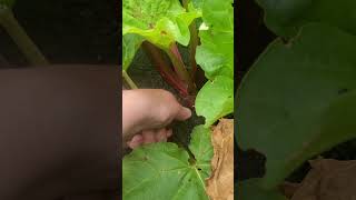 Harvesting Rhubarb #homegrown #ukgarden #asmrgardenshorts