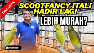 Download lagu UPDATE‼️NEW PRICE OF SF CANARY AT BINTANG CANARY YOGYAKARTA mp3