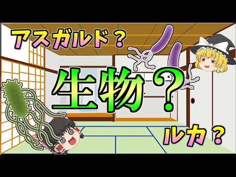 エルメル・シュードリーフ(ポルトガル)