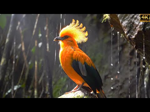 WILD BIRDS - TOP 15 Colorful, Strangest & Rarest Birds Of New Guinea Ep.11179