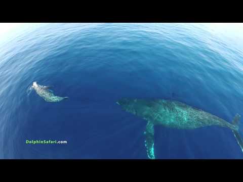 Flying Above the Dolphins