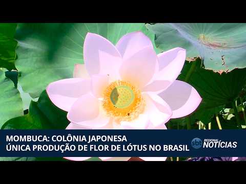Guatapará: única produção da flor de lótus no Brasil (05/03/26)
