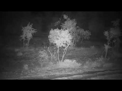Djuma: Hippo getting active then finally gets out of water - 01:13 - 11/15/21