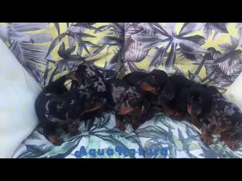 Camada de Teckel Arlequín de Tiana y Tilo - AQUANATURA