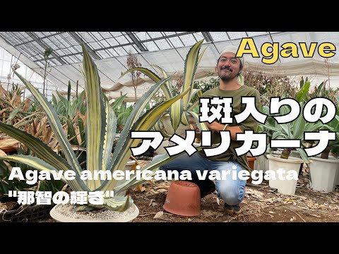 園芸 斑入りアメリカンアガベ