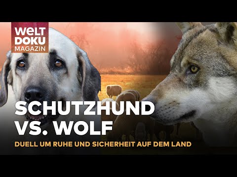 HERDENSCHUTZ-KONFLIKT: Wolfschutz vs. Lärmschutz auf ländlichem Hof sorgt für Unruhe | WELT Magazin