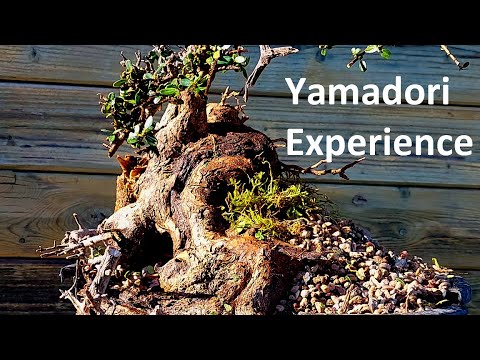 Il bonsai da alberi yamadori