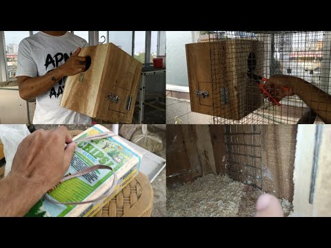 , title : 'Installing nest box (breeding box) on my conure cage setup || How to set nest box in bird cage?'