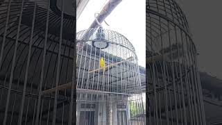 Download lagu Masteran Pleci Nembak love Bird Panjang #shorts mp3