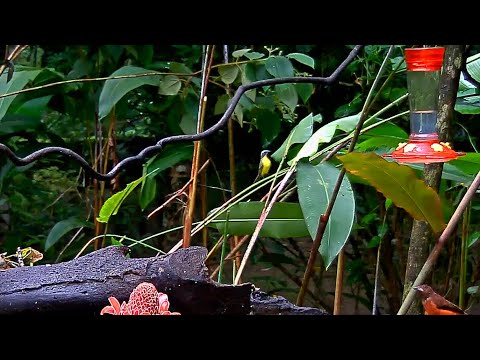 Social Flycatcher Stops By The Panama Fruit Feeder For A Look Around – July 8. 2020