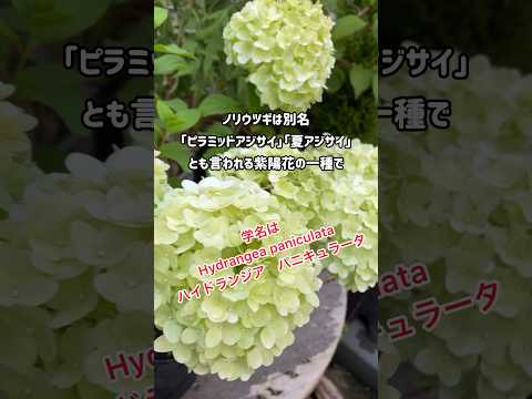 11月にアジサイを植える方法