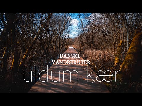 En vandretur gennem Danmarks største kærområde // Vandre om Uldum Kær