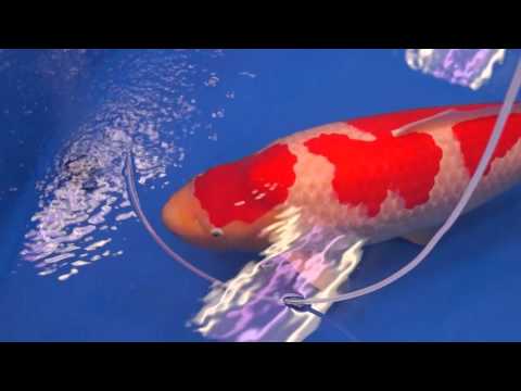 Grand Champion 2016 All Japan Koi  Show