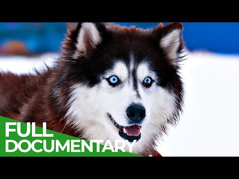 Animal's Super Senses The Sixth Sense