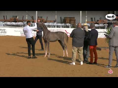 N 10 S H  SEZAR   Palestine International Championship 2022   Futurity Colts A Class 1