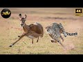 WILD SAVANNAH The Mystery Of The Fastest Warriors Wild Animal Documentary