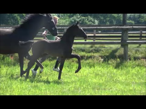 *2022 Stute von DSP Fineline - Cadeau Noir SOLD!!!