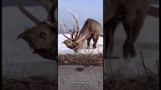 this deer got another deer&#39;s head stuck on its antlers