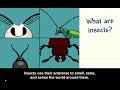 What are insects? What are insect body parts? BrainPOPJR