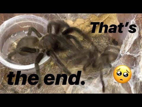 Tarantula pairing DIDN’T GO AS PLANNED ~ RIP, dude.