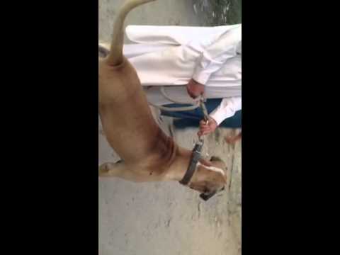 Naeem katoo in abbortabad