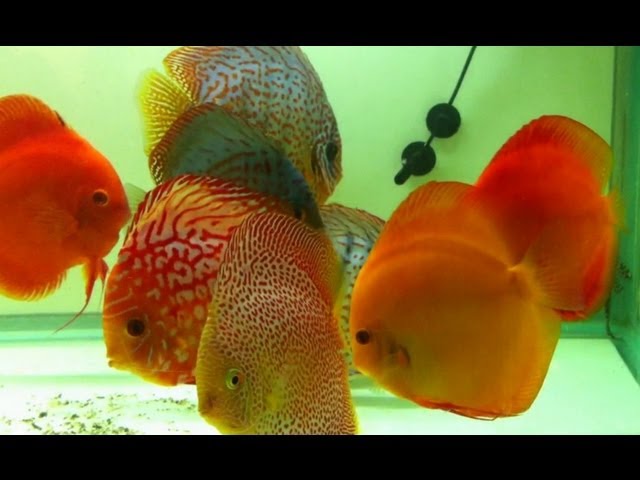 *DISCUS FISH AQUARIUM* & Tank with young Fish - Akvarium med Diskos Fisk