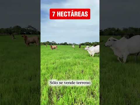 🍃(SE VENDEN)🍃ESTÁS HECTÁREAS DE (TERRENO)🍃Información al WhatsApp: (+57) 310 355 8414🍃