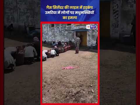 Umaria News: Gas Line में खड़े लोगों पर Bees Attack, Video Viral