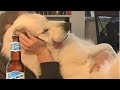 Funniest DOGS Videos 2025 That Will Have You Laughing All Day