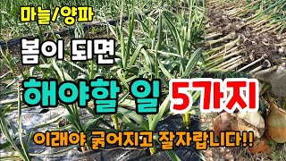 마늘/양파 봄이 되면 해야할일 5가지 이래야 병해충 없이 굵어지고 잘 자라요 #마늘키우기