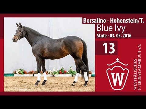 13 Blue Ivy Stute v. Borsalino - Hohenstein/T.
