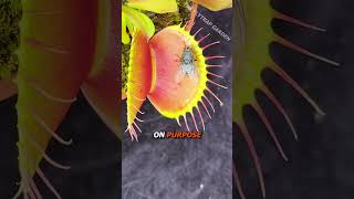 B52 The Worlds Biggest Flytrap