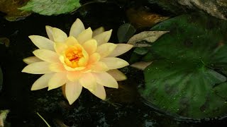 Anodina - Primavera